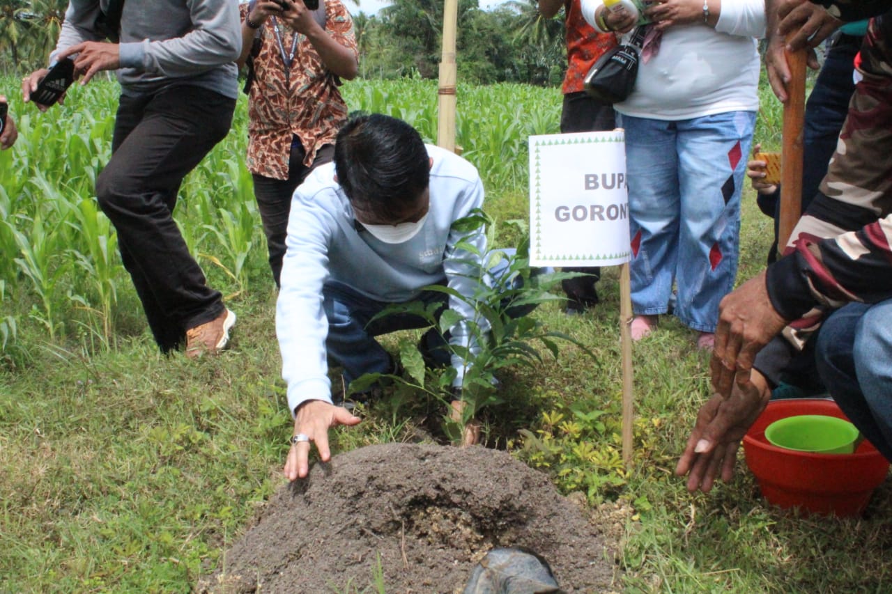 Pemkab Gorontalo Canangkan Tanam 2.500 Pohon Tabebuya