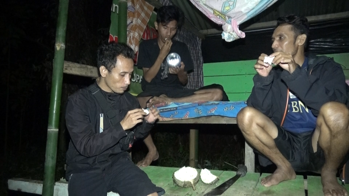 Sensasi Bermalam di Kebun Durian