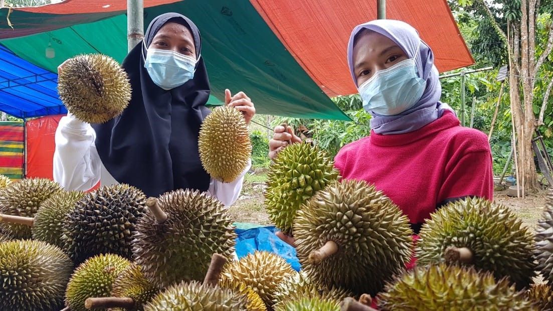 Video: Pesta Panen Durian di Gorontalo