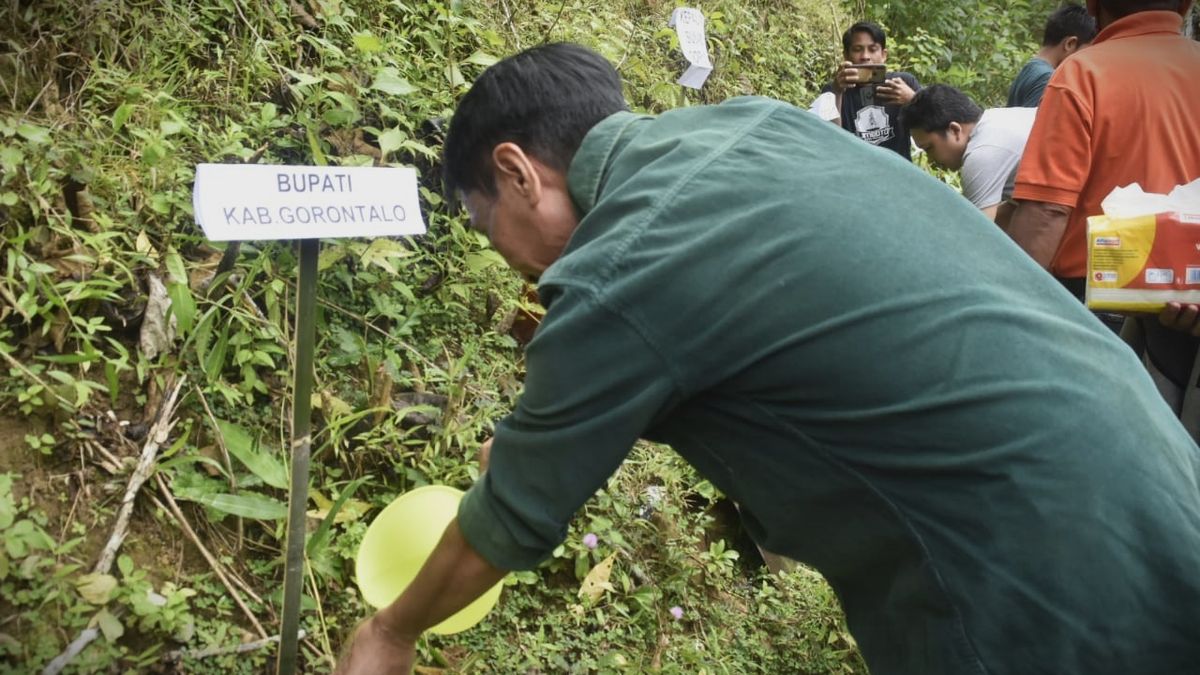 Bupati Gorontalo, YPLTG dan Korpala Tanam 200 Pohon Bambu Kuning