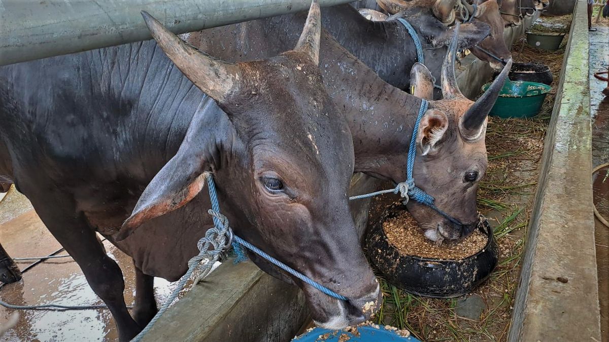 Karantina Pertanian Gorontalo Perketat Pengawasan Lalu lintas Hewan ke Kalimantan