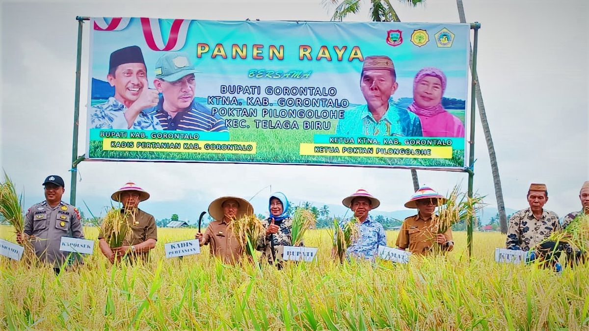 Bupati Gorontalo Hadiri Panen Padi di Telaga Biru