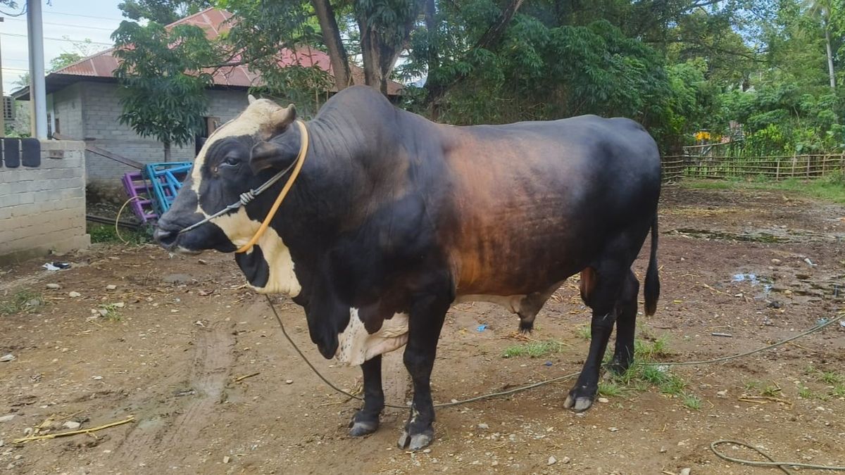 Sapi Bantuan Presiden di Gorontalo Berbobot 991 Kg